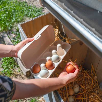 Huevera x10 Koziol Eggs to Go Creative Chicks